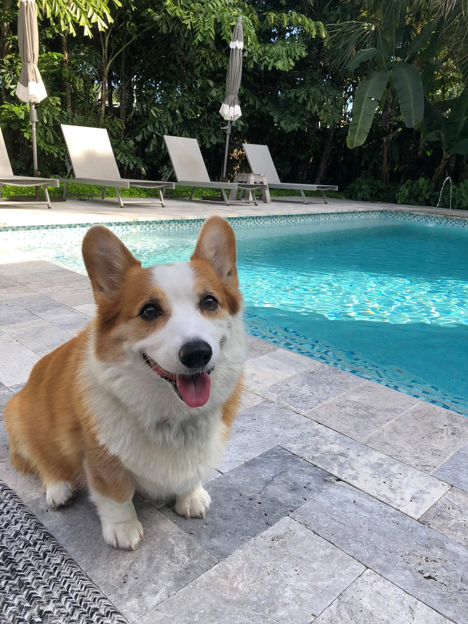 cute corgi by the pool